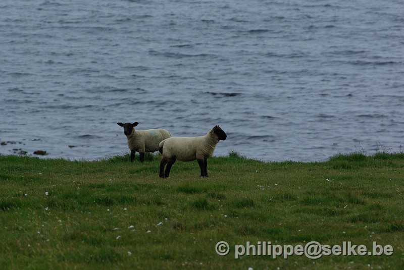 IMGP1585.JPG - moutons - Shetland (UK)
